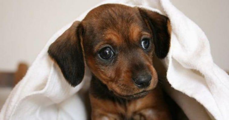 Ce Couple Appate Des Fillettes Dans Leur Voiture Avec Un Bebe Chien